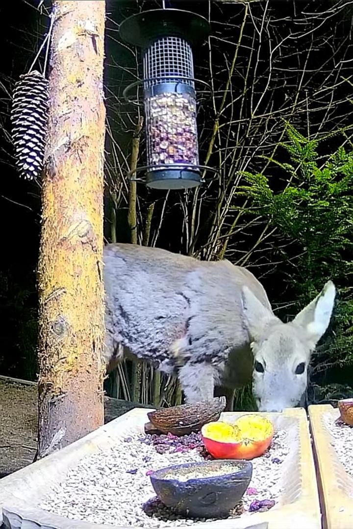 livebirdspoland_8c39657a5b27e1ca283c6d5da8659267.jpg