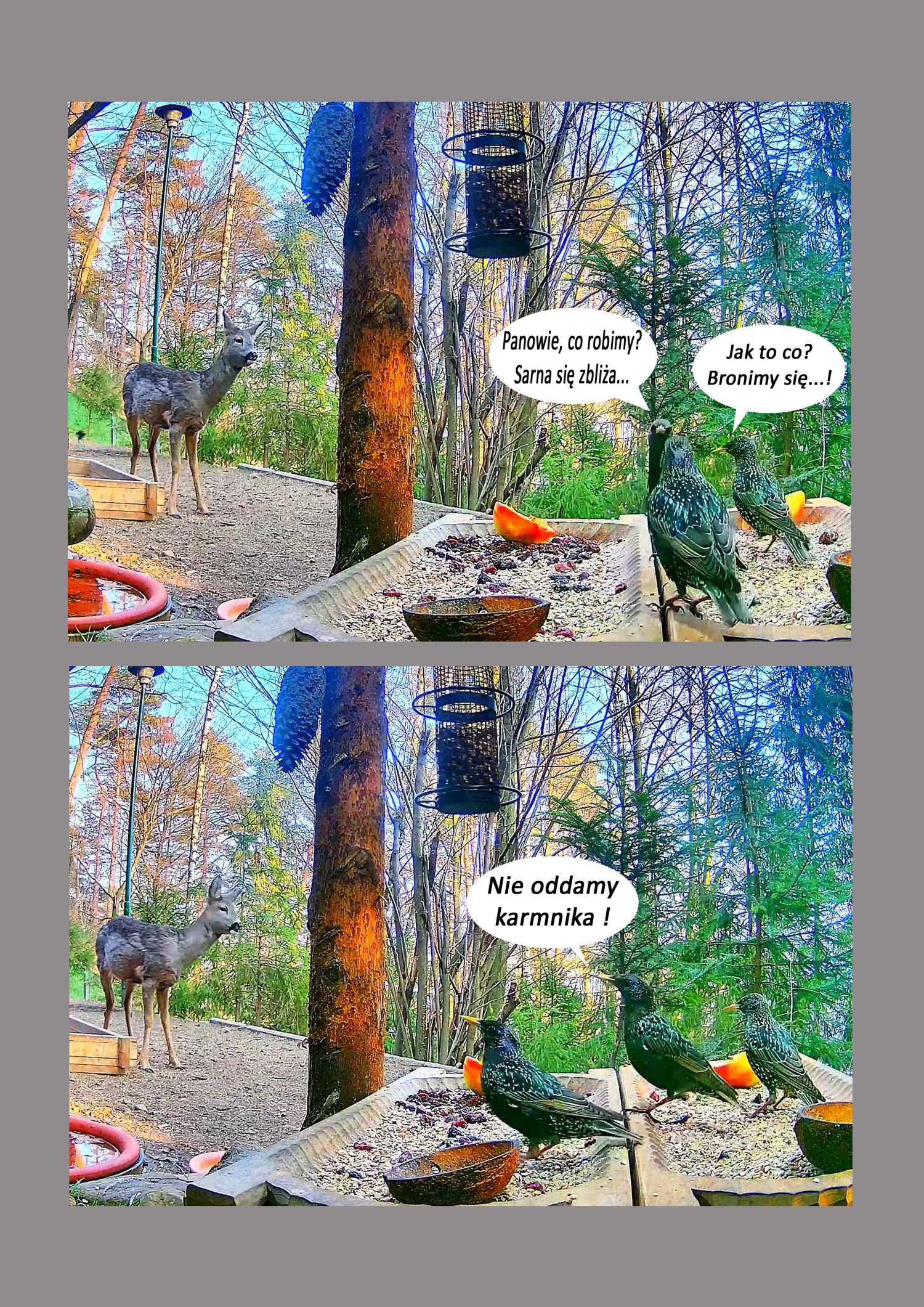 livebirdspoland_f7ad8938a495d8a8390b5fb03abdc999.jpg