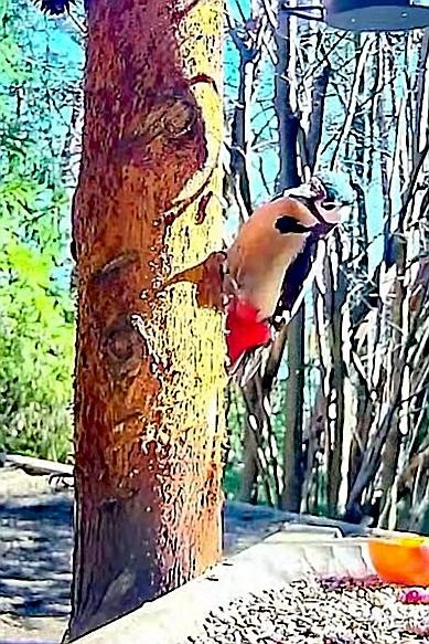 livebirdspoland_651ba12c82a9bb4565dc94bebdbd63e3.jpg