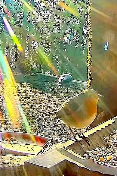 livebirdspoland_f8958881e5a2492db9840740b7282ff5.jpg