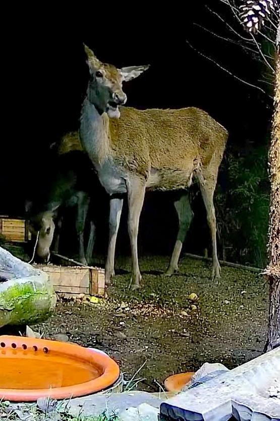 livebirdspoland_0f19ee68376acfcf5b0cb7d1e707e337.jpg