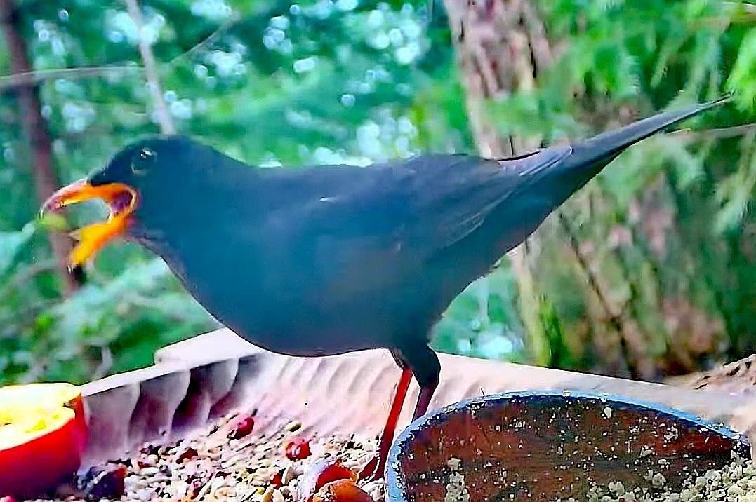 livebirdspoland_0418b0cdef296ad1d09201effb49b683.jpg