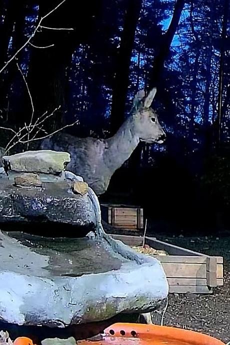 livebirdspoland_b3e927c75d37884a1adcf388479931b1.jpg