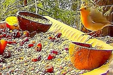 livebirdspoland_1bce145a45dc75b2dd8d1a118af391e5.jpg
