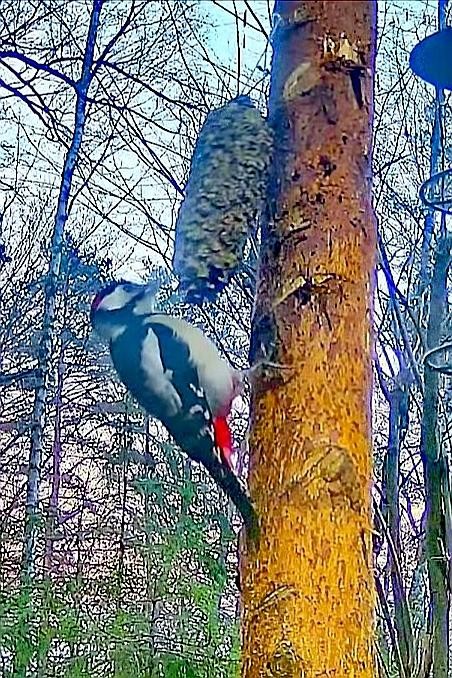 livebirdspoland_56348a674c8131ddd11b5fe86a2c1bf4.jpg