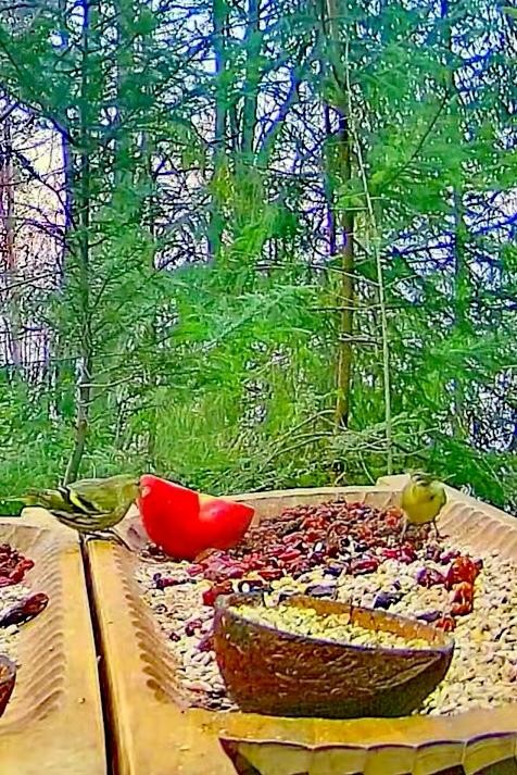 livebirdspoland_2a0fe88508dcf8b1e5682b6cc27b32c1.jpg