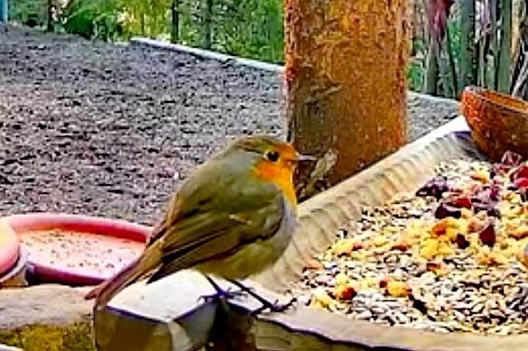 livebirdspoland_fbd804c33cd68bd6d77ecbaa080eaff7.jpg