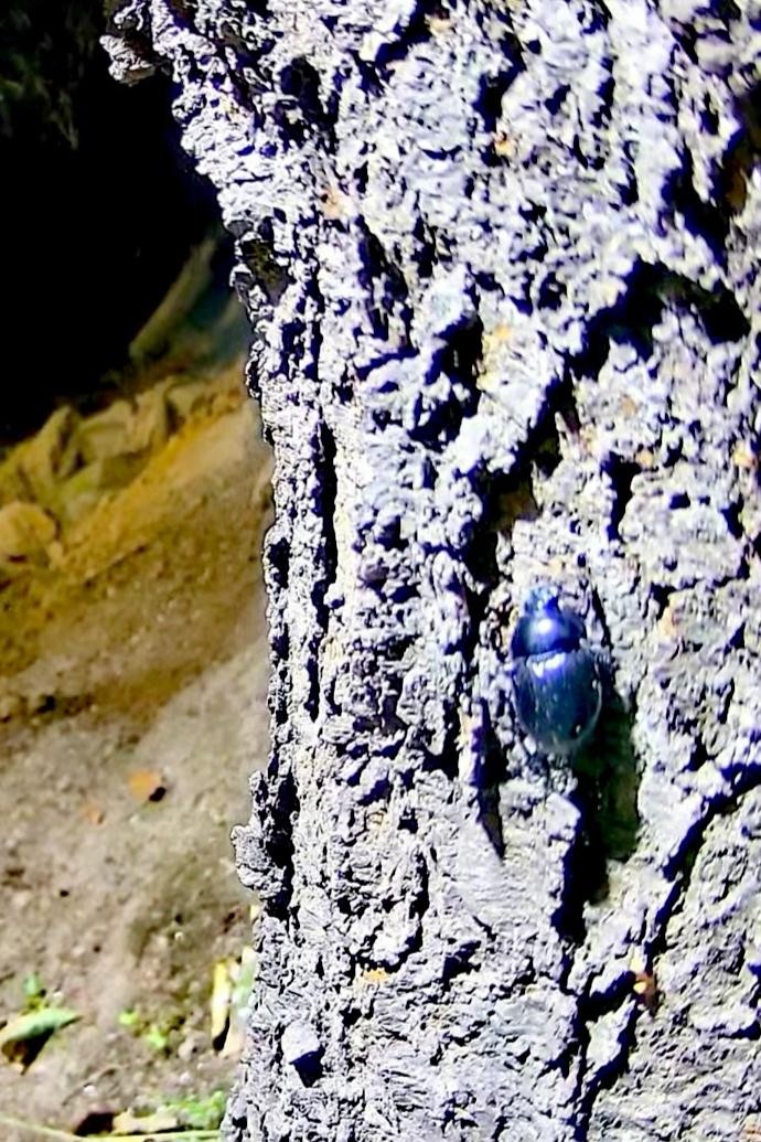 livebirdspoland_533576c7dcbbf29f04ff473898c12da4.jpg