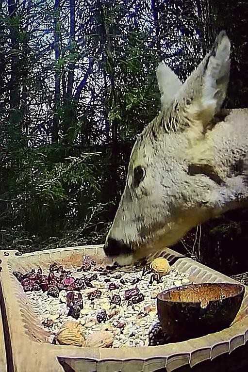livebirdspoland_07dbf00bcbc48dfc610d3fdf921a3b6c.jpg