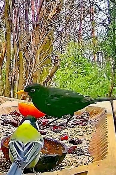 livebirdspoland_904421edc715b01f1595a077a92b9fc2.jpg