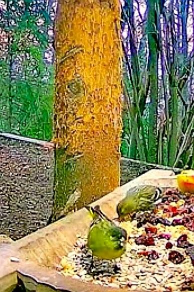livebirdspoland_ec2f28d4b1fbd18d1f9922fe53f7512e.jpg