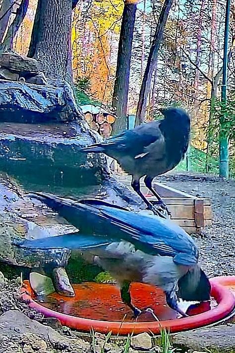 livebirdspoland_9056da0ba54f3c41681ad51ace7b8044.jpg