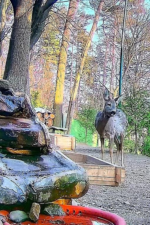 livebirdspoland_023ec605d5caef4a2eeda07cb81f4d5b.jpg