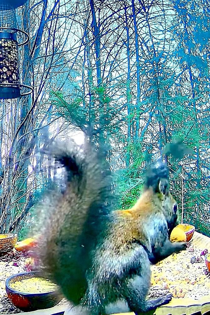 livebirdspoland_43fd6e91ff77800229b6db3b52026e0a.jpg