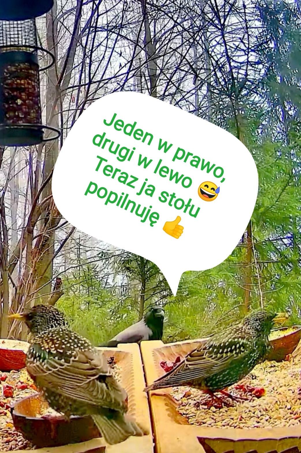 livebirdspoland_a90a5c84d6e67fcbbedc77782fbfeda7.jpg
