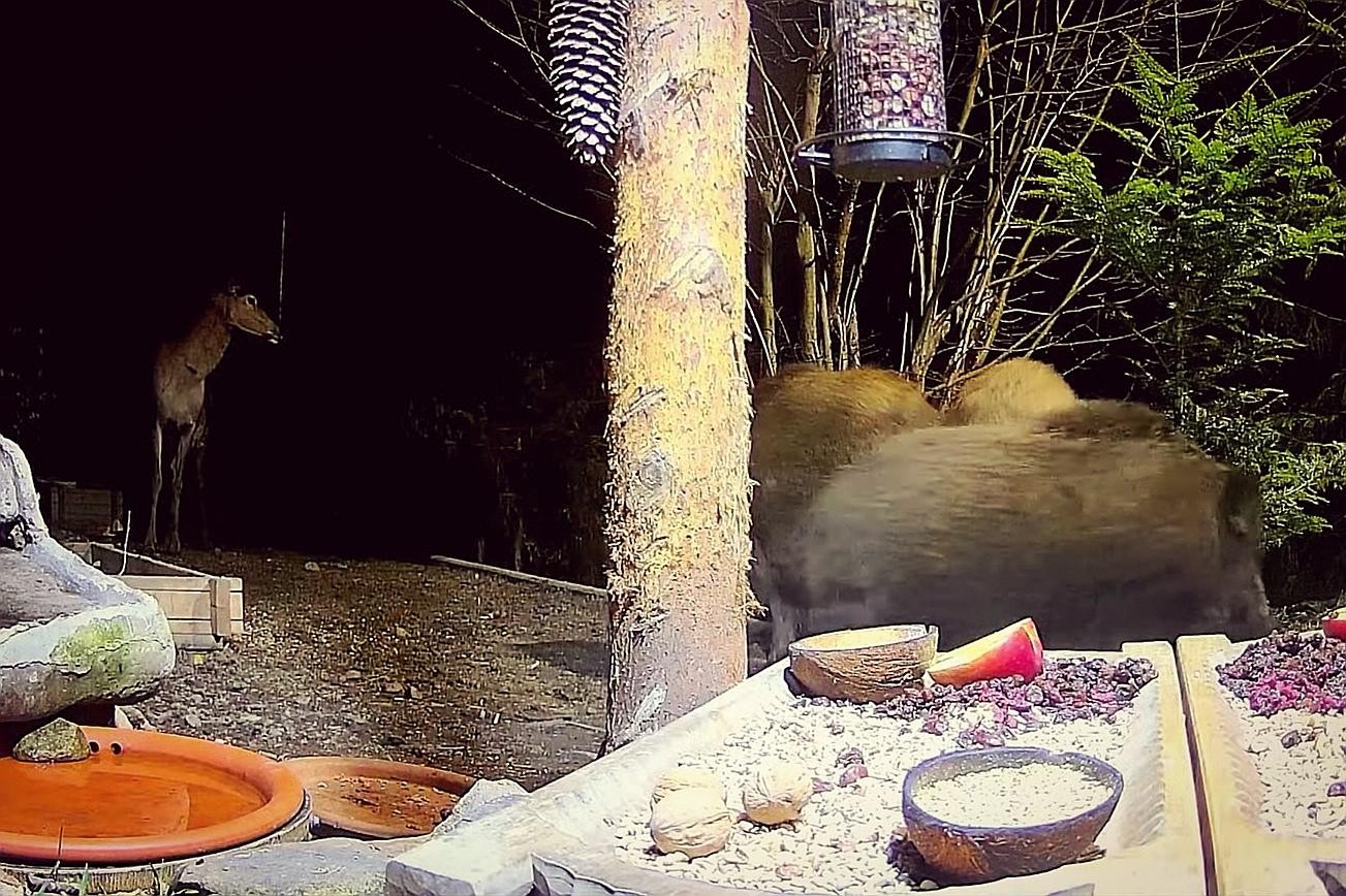 livebirdspoland_cdb4a157f143819f9ccd41143291812b.jpg