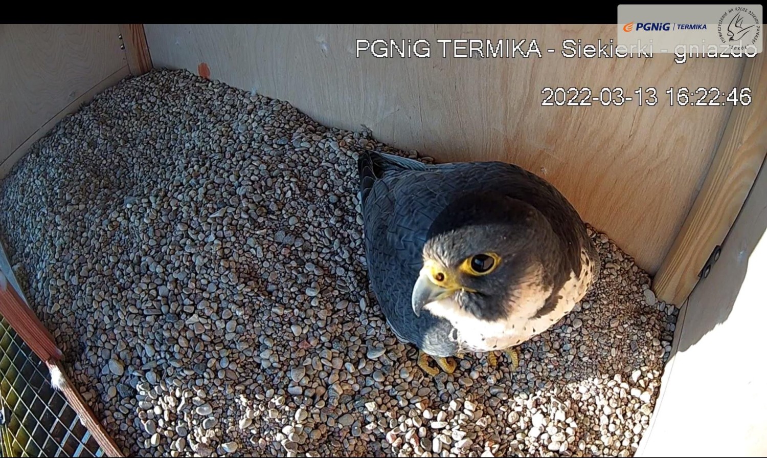 livebirdspoland_157fd114f5399649ccb90da670e28a1d.jpg