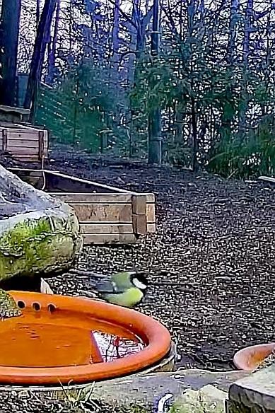 livebirdspoland_74c056a6e1bb8cea1673636ffcf8d863.jpg