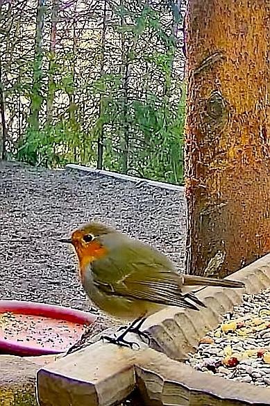 livebirdspoland_11e113f1437cd16364acca3f296aa22d.jpg