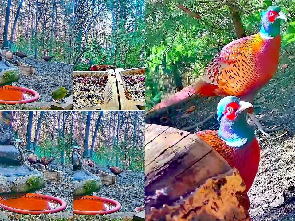 livebirdspoland_0ca6a0cb8e66c042c625d9c58c101dbe.jpg