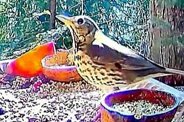 livebirdspoland_0b1037bb25b88799e504472cef1a2468.jpg