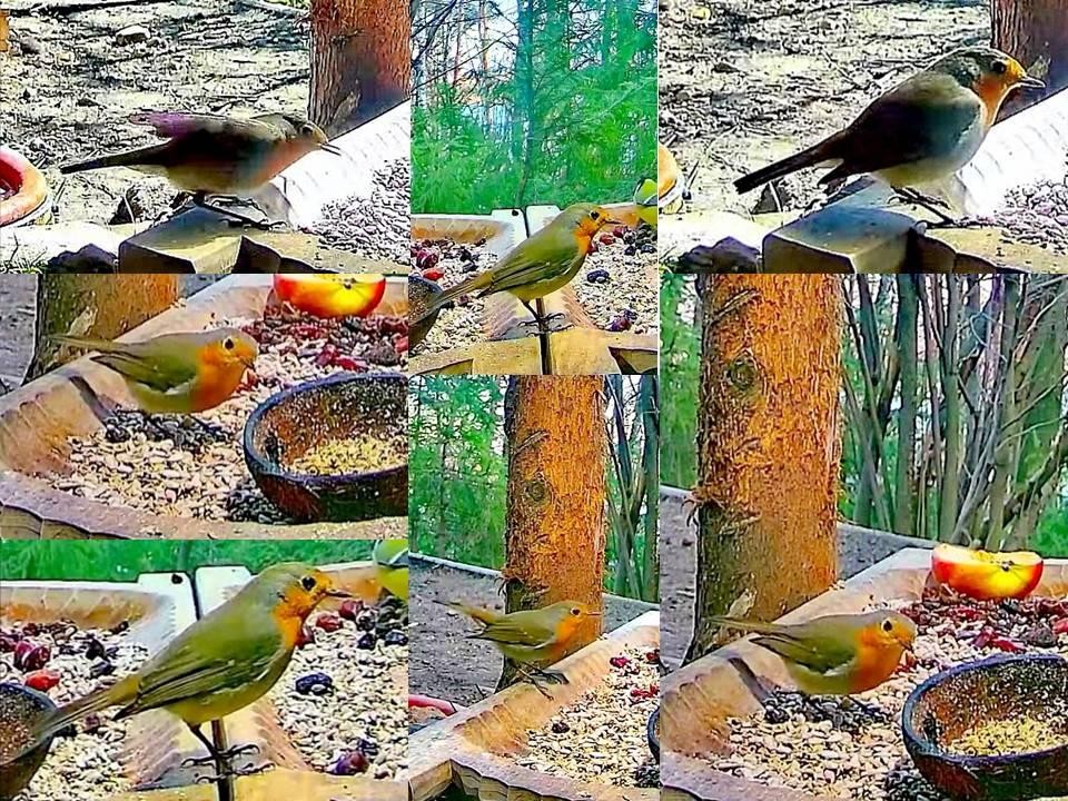 livebirdspoland_271056966a2d6a84bc9a76dfe3c3775a.jpg