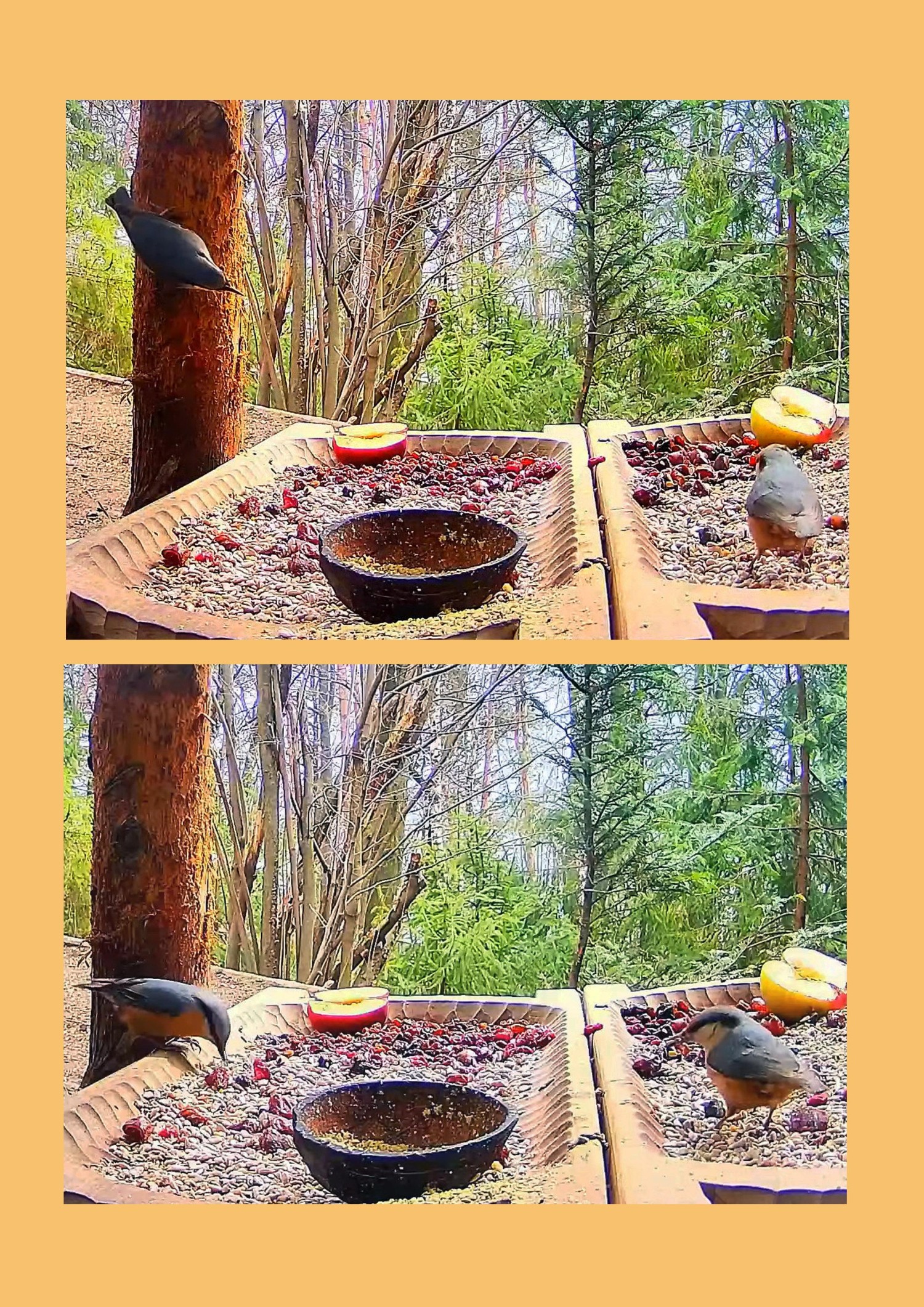 livebirdspoland_8fbec5496428c10e9a7f5fb953fc0775.jpg