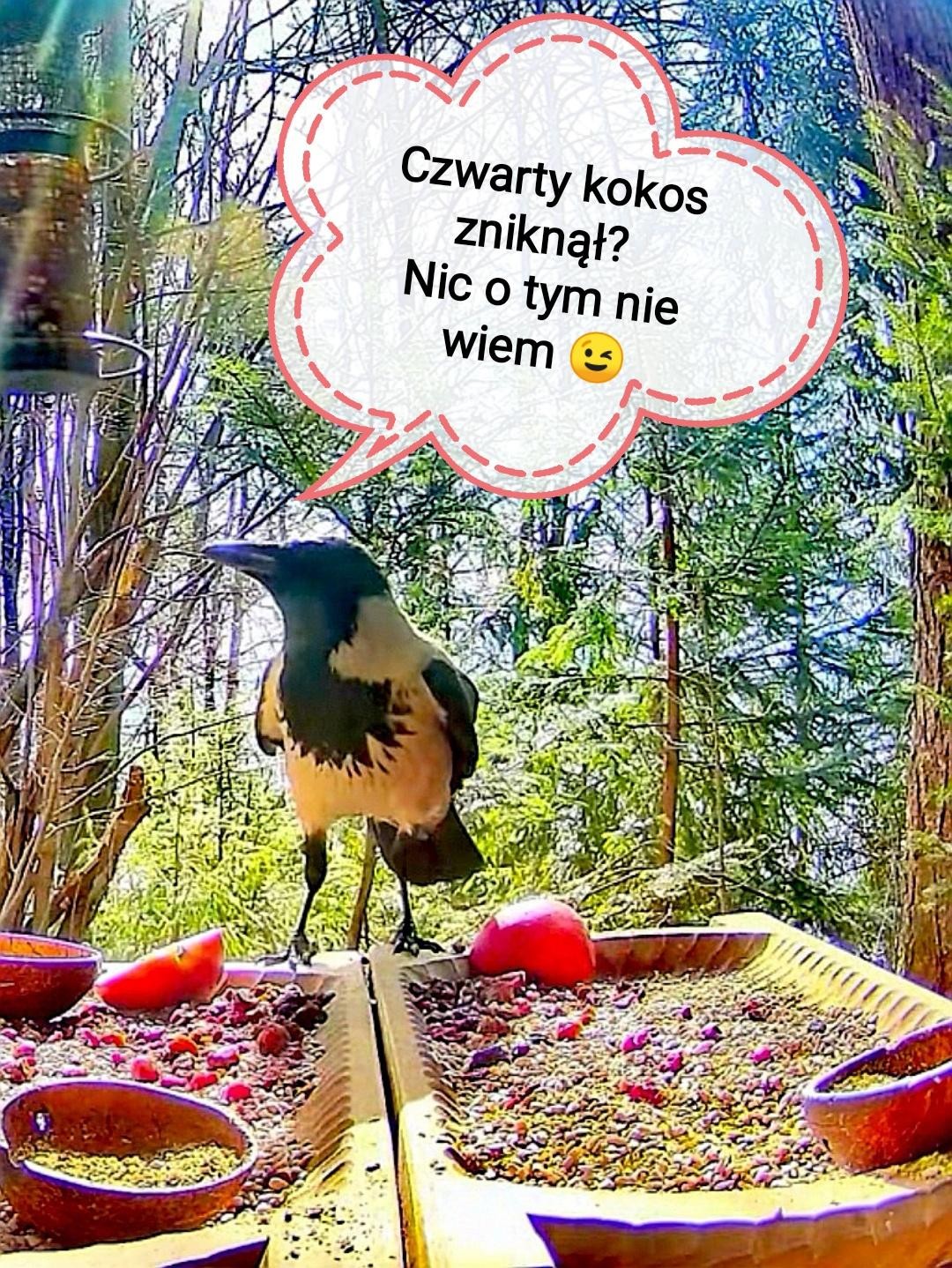 livebirdspoland_6cb5e9a24b42c5e65e971cd07712ed36.jpg