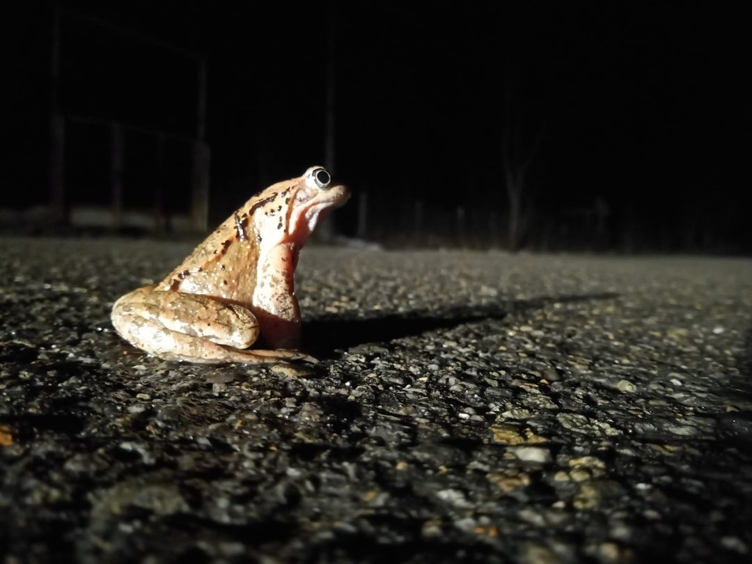 livebirdspoland_b020830c035d8552d6d8aa95522d0b39.png
