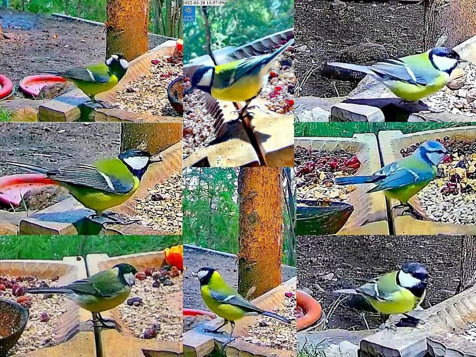 livebirdspoland_f425231ffacbf3eeeff1700309a033d0.jpg