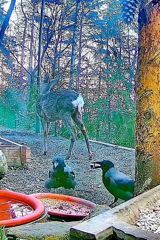livebirdspoland_69dfd4189144e0c9f5dc3df4068afaf5.jpg