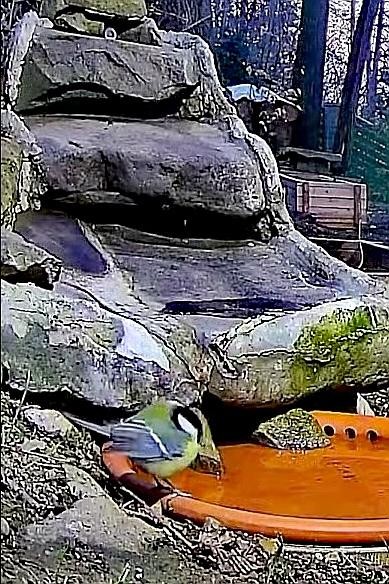 livebirdspoland_f6b0a612dfe0e0dd17788b786d3779b1.jpg