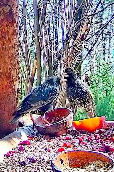 livebirdspoland_b1bddc0fac27216f4bfee5c7e823c724.jpg