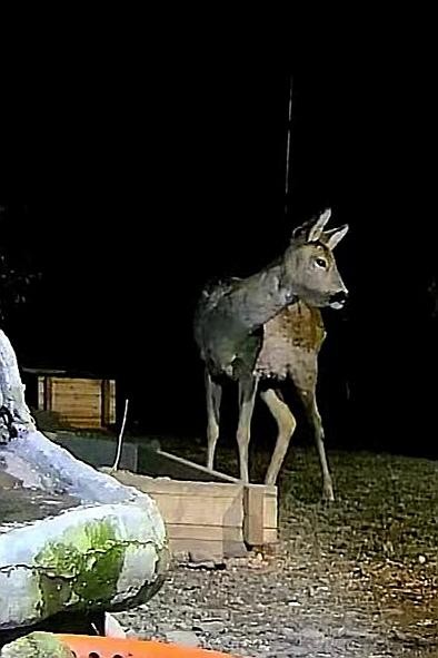 livebirdspoland_dad16f569b2fd3fed26ce042bcb0192b.jpg