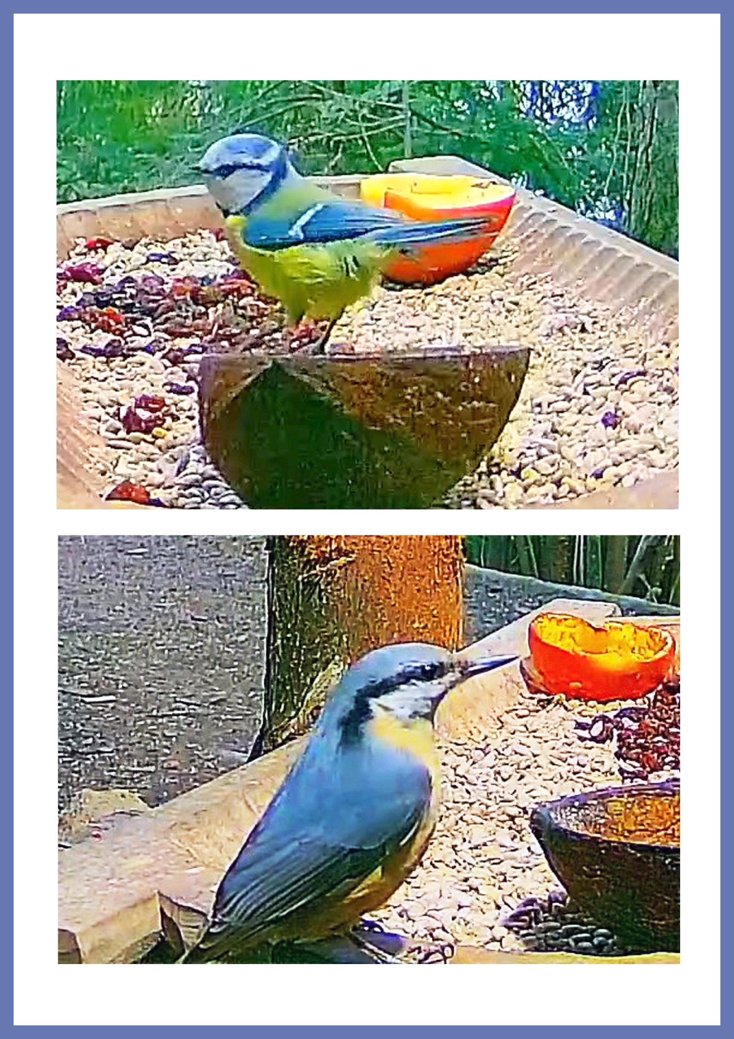 livebirdspoland_c100317185039ca867dcb1162101704f.jpg