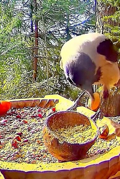 livebirdspoland_b6c159347a87ef48c5419f7454bb0cbb.jpg