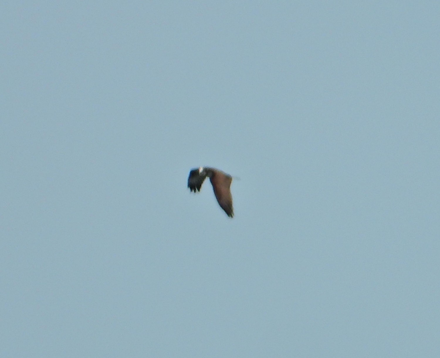 livebirdspoland_2d562a1576bd12e182d4f87bc3187fa6.jpg