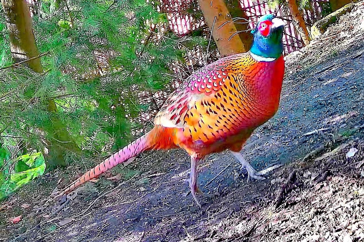 livebirdspoland_e5bec31a3442ea4b56eebd5310521cf1.jpg