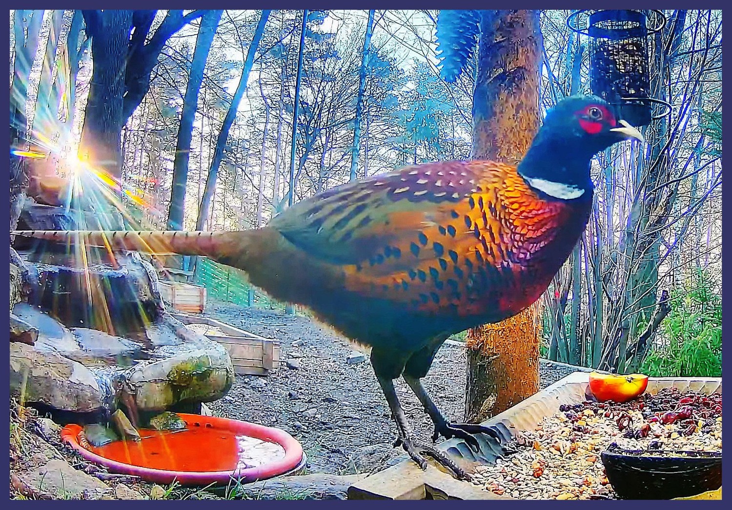 livebirdspoland_b1f900139cb7aea9a8b18ae92d8faefe.jpg