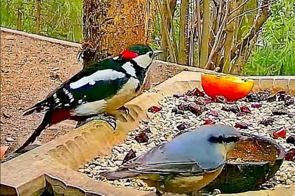 livebirdspoland_304549be3e27da9d63253e417490ea2b.jpg