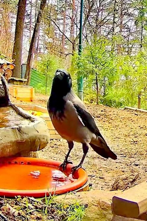 livebirdspoland_d94f2f7430109f2083334dd8fcfa0cb8.jpg