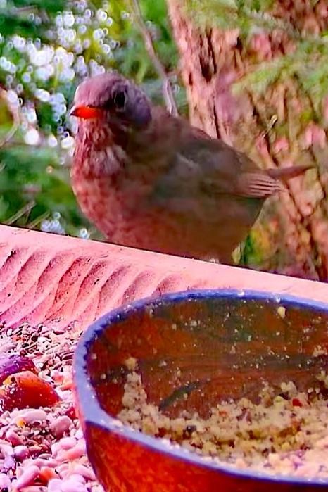 livebirdspoland_4e8ec6e4074fef40e5104423142fef37.jpg