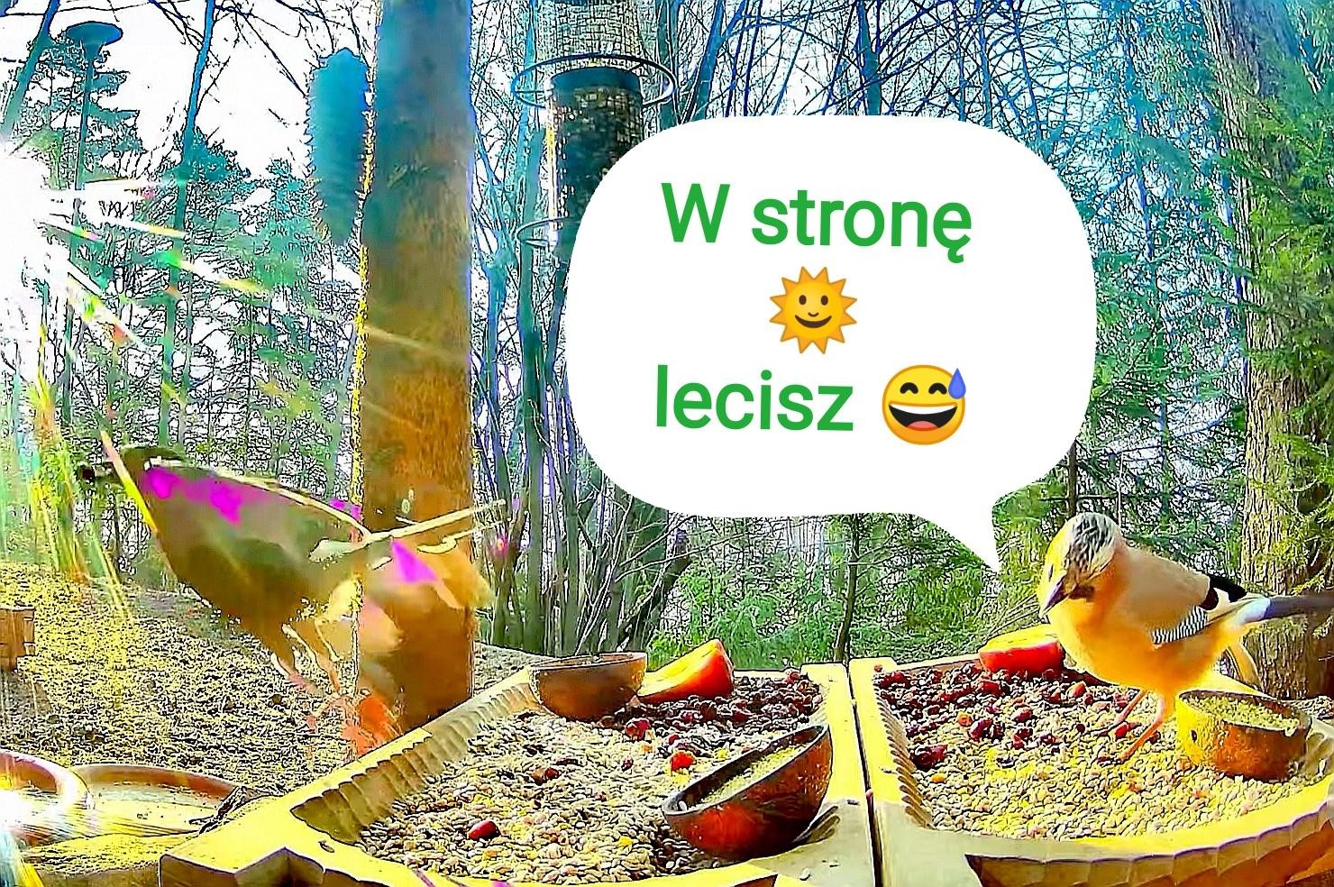 livebirdspoland_1c39d85431dfb93ab0fec353b4ed855f.jpg