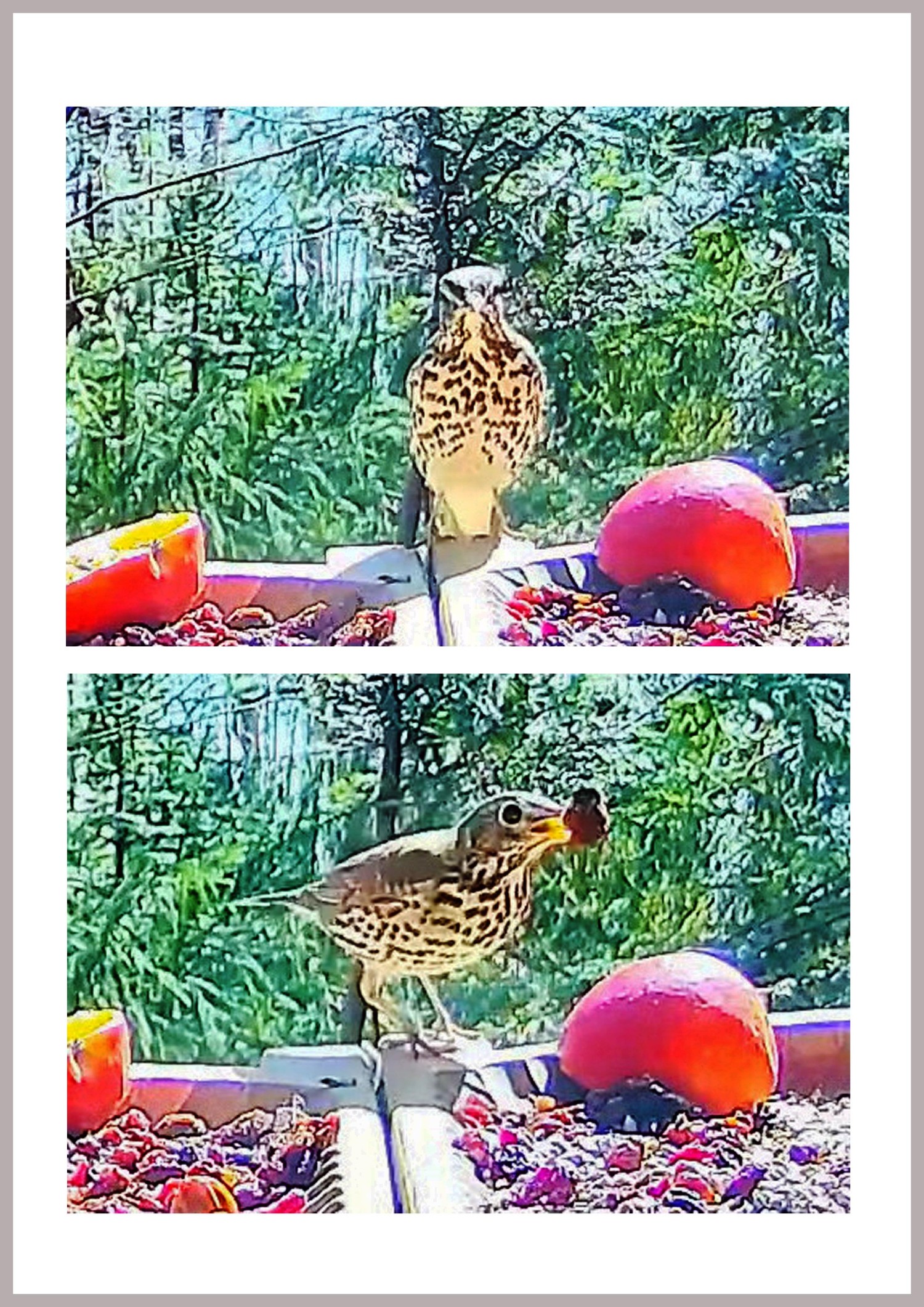 livebirdspoland_3c39d2cb4b6ea0f9de3b83724b9df0b1.jpg