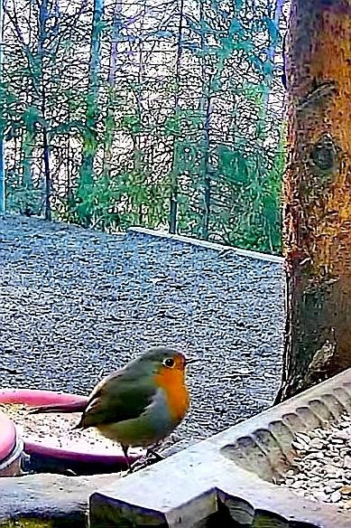 livebirdspoland_b40d1f94f1ce5d6b57494902980c5e29.jpg