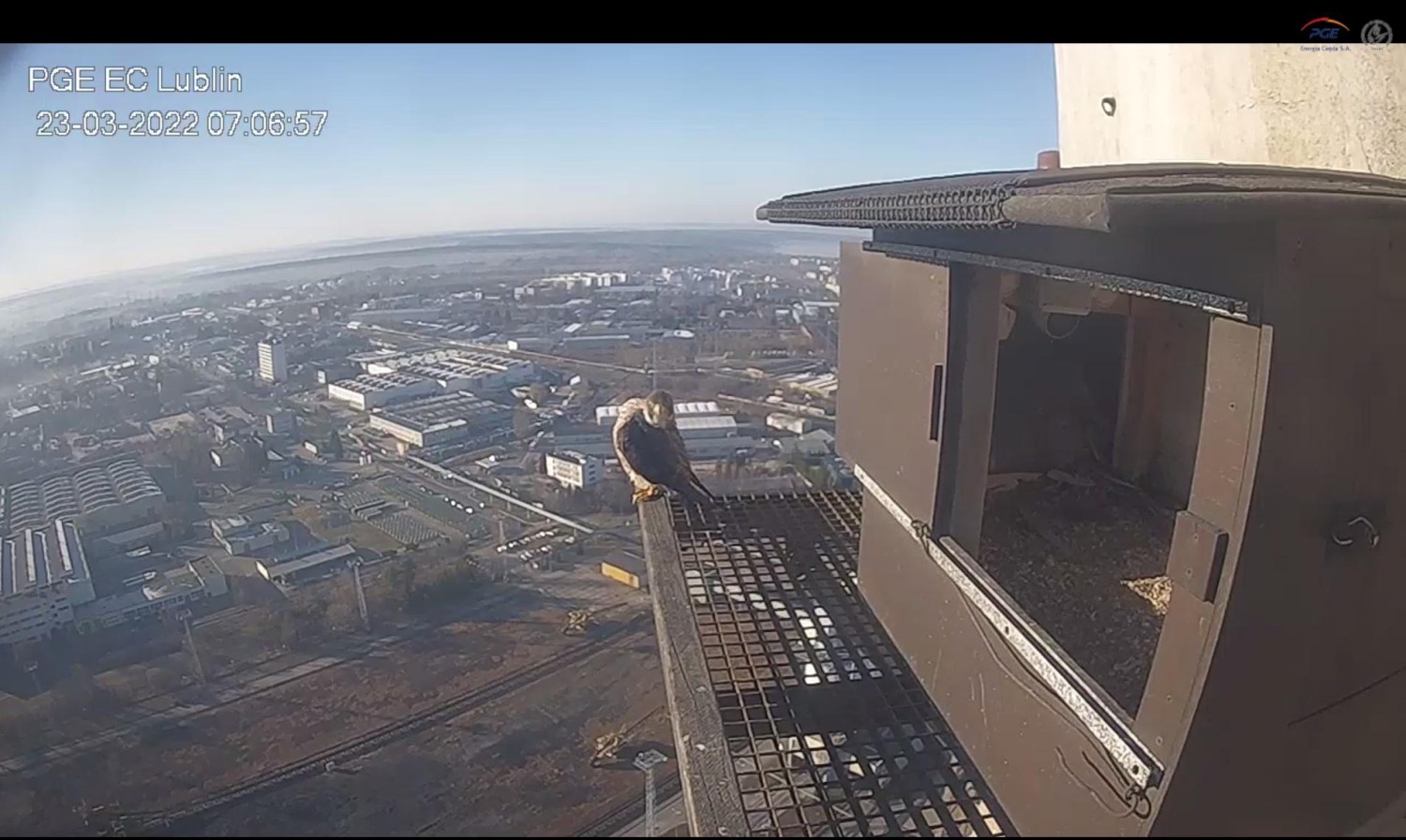 livebirdspoland_389f516056c462575d669cc62e6f9df6.jpg