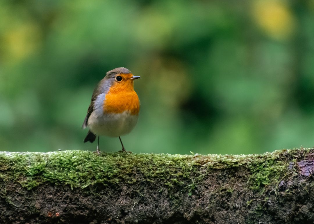 livebirdspoland_4477dd7800ced19a72067d2aa262e6e9.png