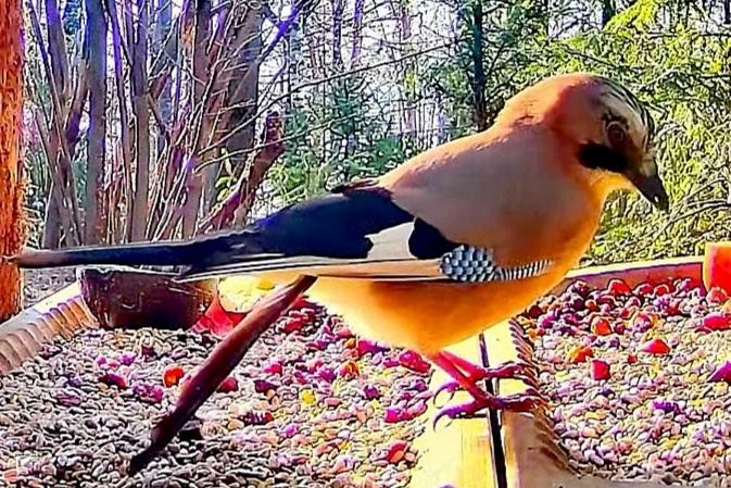 livebirdspoland_08b110cd44b21c5ed0ea1fabbd684377.jpg