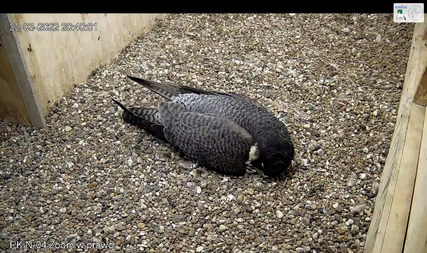 livebirdspoland_8d3f6904894bf2cd2977cf664b8f4cd7.jpg