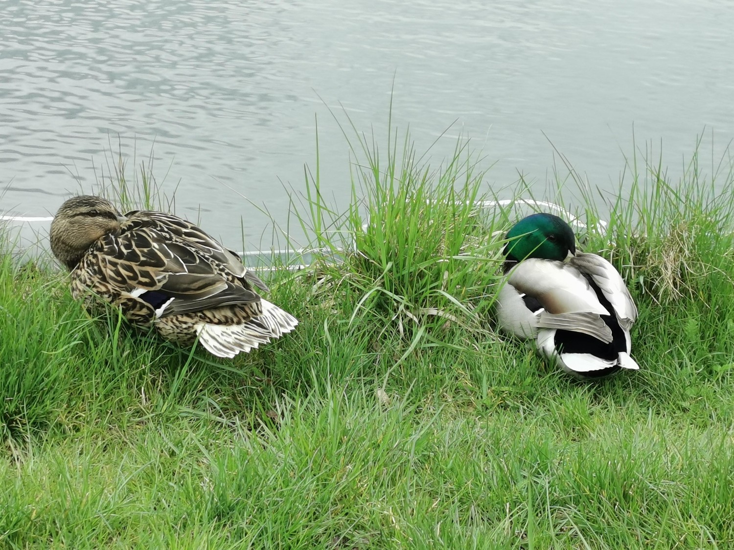 livebirdspoland_dd0494dcab2075f12cd1bd7dde39147d.jpg
